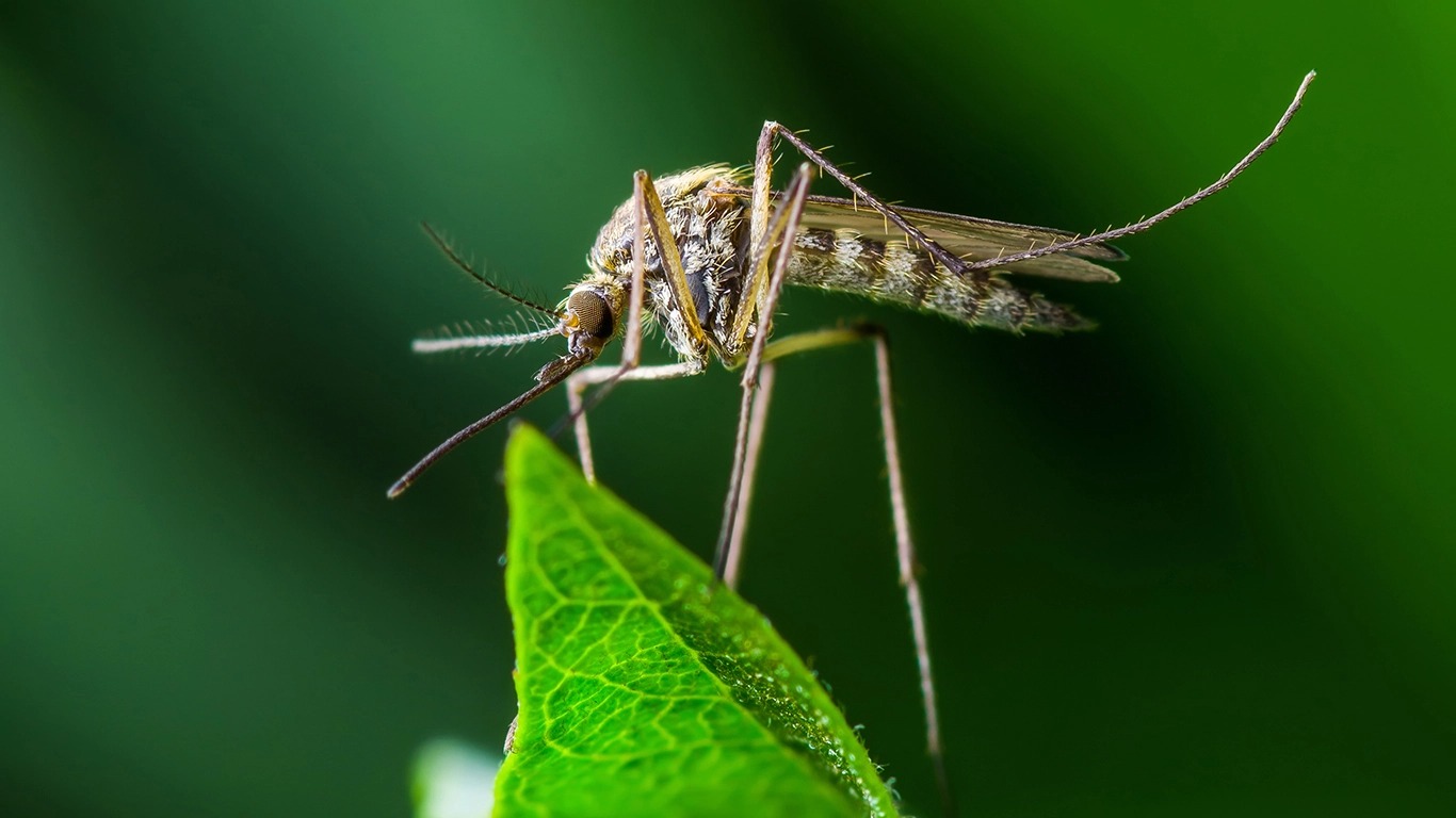 The Places With The Worst Mosquitoes This Year 247 Climate Insights